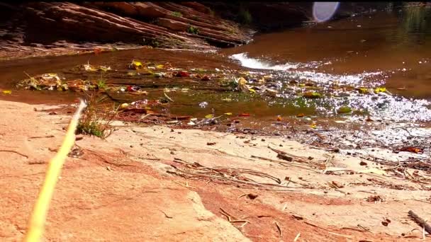 秋季橡树溪峡谷流-亚利桑那州Sedona — 图库视频影像