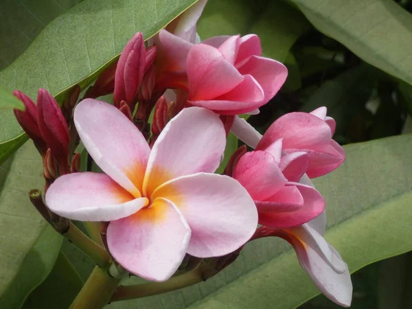 Flores de Plumeria Rosa Floreciendo i- Bora Bora, Polinesia Francesa — Foto de Stock