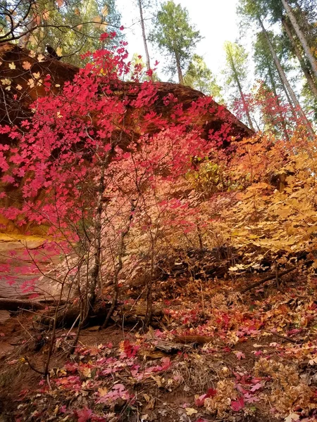 Ahorn und andere Herbstblätter in Oak Creek - Sedona, Arizona — Stockfoto