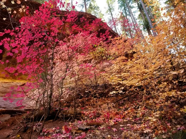 Ahorn und andere Herbstblätter in Oak Creek - Sedona, Arizona — Stockfoto
