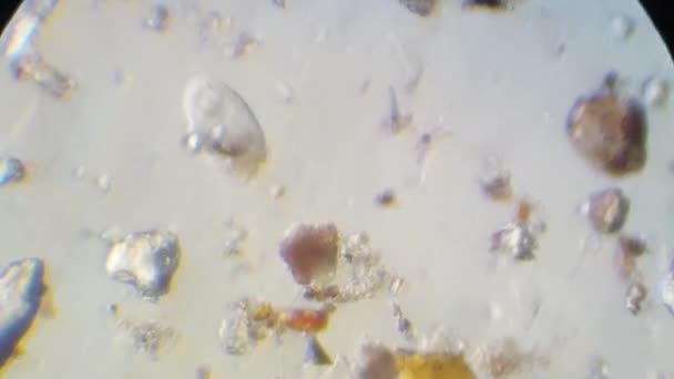 Плавание цилиата и других микробов под микроскопом — стоковое видео