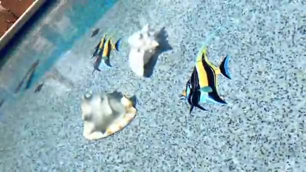 Tegelvissen en schelpen op de bodem van het zwembad — Stockvideo