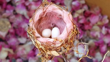 İki Yumurtalı Güzel Minik Sinekkuşu Yuvası