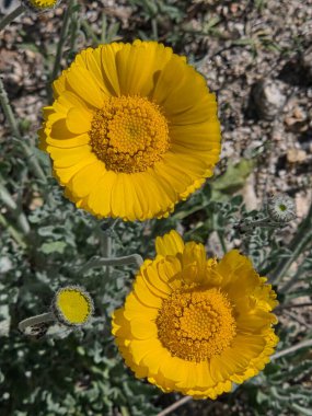 Sarı Marigold Çölü çiçekleri Tucson, Arizona