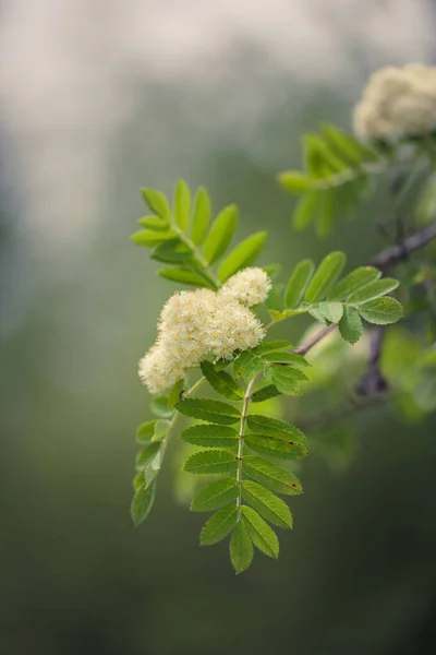 Kvetoucí Jeřáb Zelenými Listy — Stock fotografie