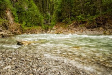 Etkileyici doğanın ortasında vahşi bir nehir.