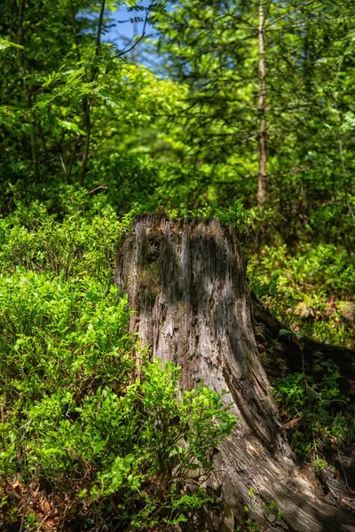 锯树上的一根旧圆木 — 图库照片