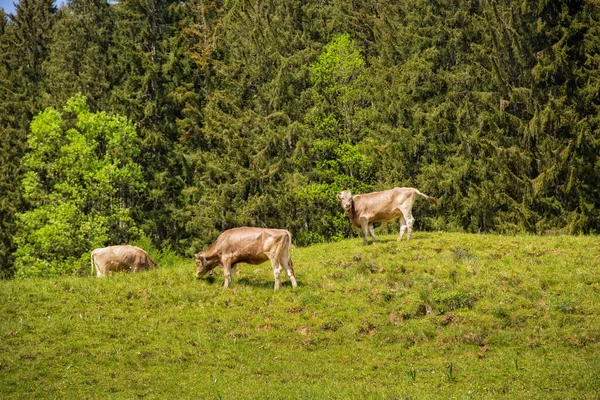Brown Cows Graze Meadow Forest Background — Stock Photo, Image