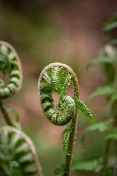배경이 부드러운 식물을 가까이 — 스톡 사진