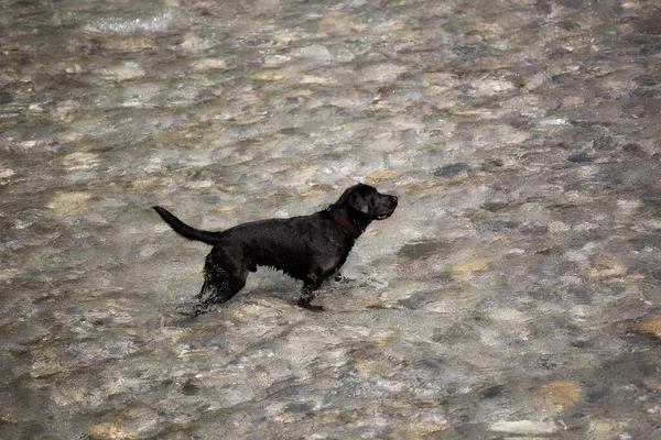 A black labrador stands in the water and waits
