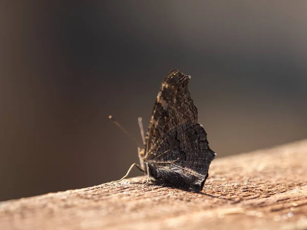 Doğada Bir Kelebeğin Yakın Çekimi — Stok fotoğraf