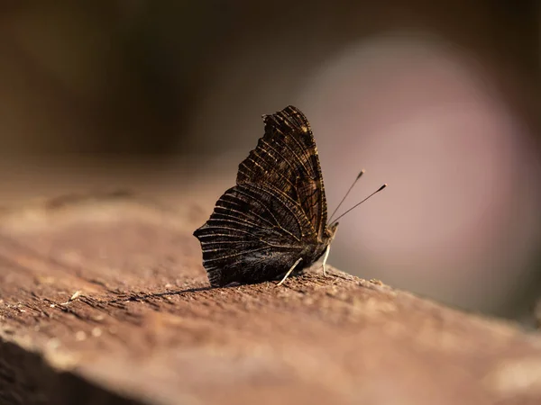 Gros Plan Papillon Dans Nature — Photo
