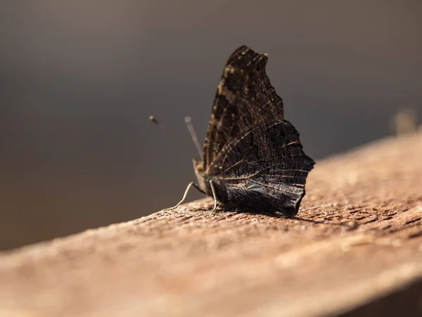 Doğada Bir Kelebeğin Yakın Çekimi — Stok fotoğraf