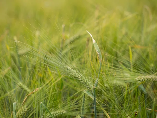 Close Wheat Field — Stock Photo, Image