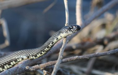 Nehirdeki yılanlar baharda kuru çimlerde