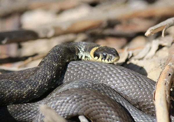 Serpenti Sul Fiume Erba Secca Primavera — Foto Stock