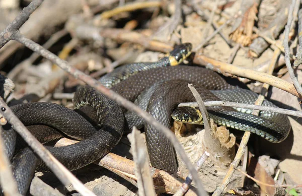 Kígyók Folyón Száraz Fűben Tavasszal — Stock Fotó