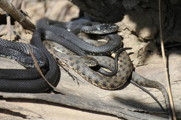 河里干草中的蛇 — 图库照片