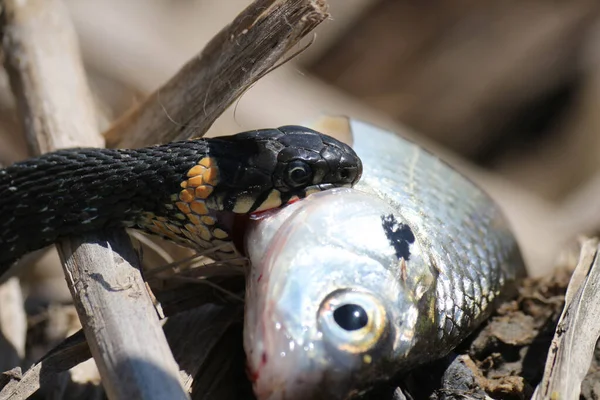 Ormen Har Redan Fisk Floden — Stockfoto