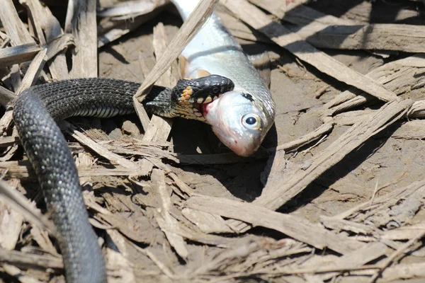 Змія Вже Має Рибу Річці — стокове фото