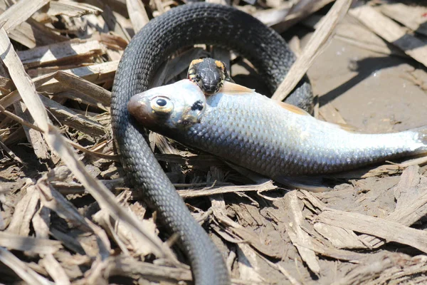 Die Schlange Hat Schon Fische Fluss — Stockfoto