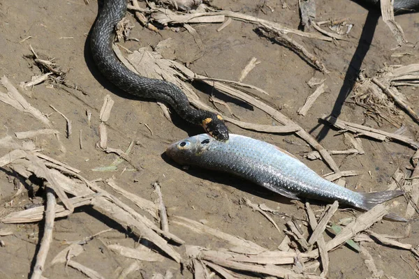 Snake Already Has Fish River — Stock Photo, Image