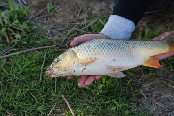 Roach Fish Hands Boy — Stock Photo, Image