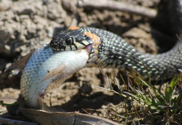 Die Schlange Hat Schon Fische Fluss — Stockfoto