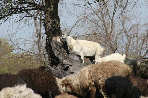 Troupeau Moutons Pâturant Dans Prairie Été — Photo