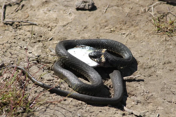 Serpente Già Dei Pesci Sul Fiume — Foto Stock