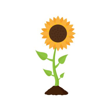 Yapraklı ayçiçeği. Çizgi film tarzı. Beyaz arkaplanda izole edilmiş vektör illüstrasyonu.