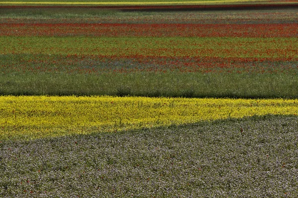 Beautiful fields full of colors during lentils flowering in Castelluccio di Norcia