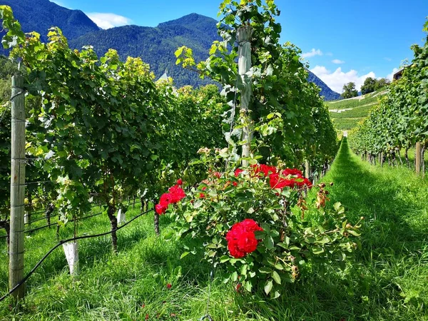Dolomite Ulusal Parkı, Unesco Dünya Mirası, Trentino alto Adige, İtalya