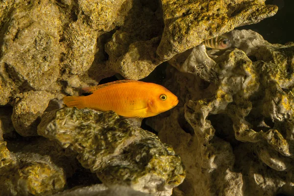 Pseudotropheus Demasoni Ein Aquarienfisch Taucht Aus Einem Steinriff Auf — Stockfoto