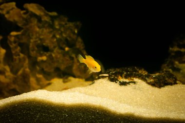 Karanlık bir arka planda akvaryum balığı. Elektrik Sarı Afgan Cichlid Balığı - Labidochromis caeruleus.