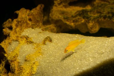 Karanlık bir arka planda akvaryum balığı. Elektrik Sarı Afgan Cichlid Balığı - Labidochromis caeruleus.