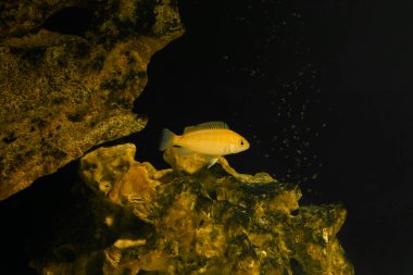 Karanlık bir arka planda akvaryum balığı. Elektrik Sarı Afgan Cichlid Balığı - Labidochromis caeruleus.