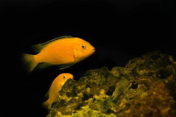 Peixes Aquário Sobre Fundo Escuro Peixe Cichlid Amarelo Elétrico Labidochromis — Fotografia de Stock