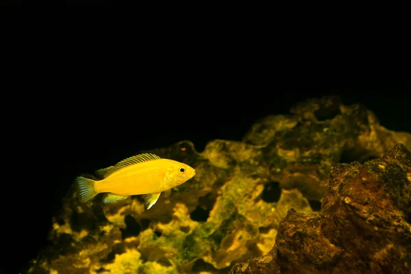 Ikan Akuarium Dengan Latar Belakang Gelap Ikan Cichlid Kuning Listrik — Stok Foto