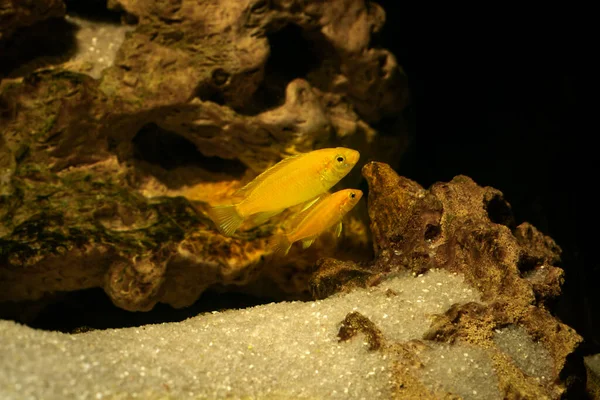 Aquarienfische Auf Dunklem Hintergrund Elektrischer Gelber Afikanischer Buntbarsch Labidochromis Caeruleus — Stockfoto