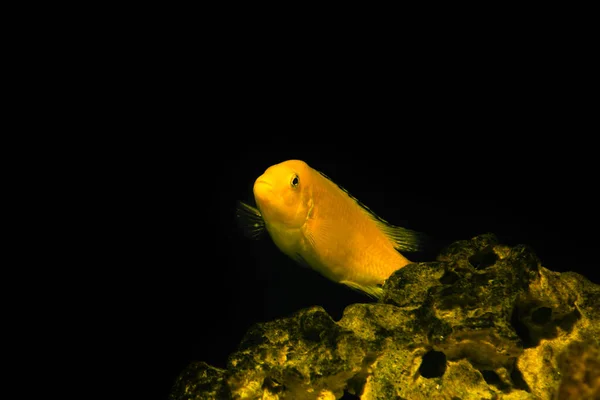 水族馆的鱼在黑暗的背景 电黄色的非洲头盖鱼 刺五棘鱼 — 图库照片