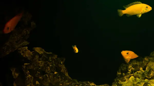 Akváriumi Hal Sötét Háttérrel Elektromos Sárga Afikai Sügér Hal Labidochromis — Stock Fotó