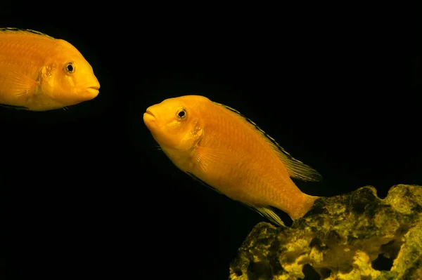 Peixes Aquário Sobre Fundo Escuro Peixe Cichlid Amarelo Elétrico Labidochromis — Fotografia de Stock