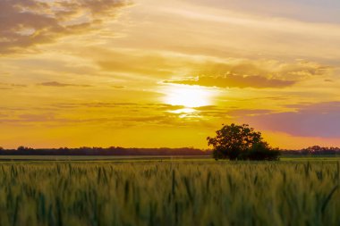 Buğday Tarlası Günbatımı Arkaplan Ağacı Buğday Arkaplanı Bulutlu Gökyüzü Güneş 'i İyi Hasat Ediyor