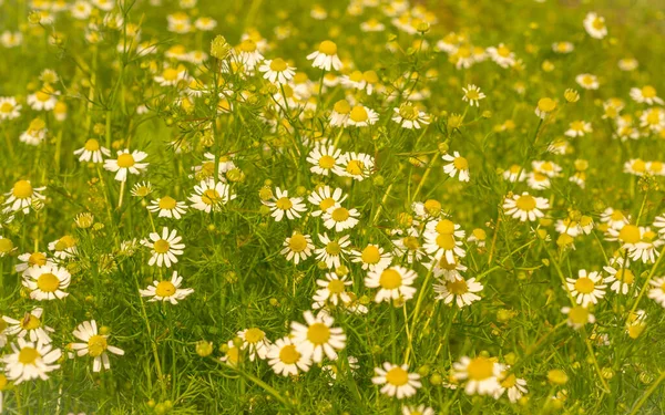 Meadow med kamillaer om sommeren i solskinn. Tett opphopning av legemiddel. – stockfoto