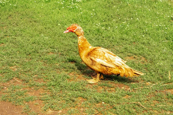 Muscovy Duck, Cairina moschata domestica. Drake kaczka stoi w zielonej łące. Duży gatunek kaczek, dzikie populacje, które są powszechne w Meksyku i Ameryce Południowej. — Zdjęcie stockowe