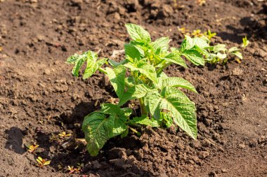 Çiçekli patates çalısı. Genç yeşil patates çalısı üzerinde sarı-pembe çiçek.