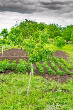Çiçekli yeşil bahçe ve sebze bahçesi fırtınalı bir gökyüzünün arka planına karşı. Kötü hava olgunlaşmamış mahsulleri yok eder..