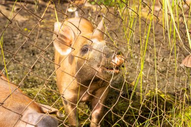 Genç bir domuz tel örgülerin arasından bakıyor. Domuz ahırında kirli yüzlü bir domuz var. Baştan savma bir insan fikri, pasaklı biri. Bu ifade bir domuz kadar kirli..