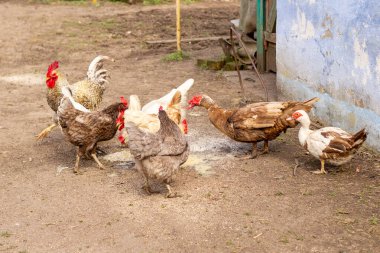 Evcil kuş. Horoz, tavuklar ve ördekler ahırda yemek yer. İyi evcil hayvan mamaları sağlıklı yavruların ve verimliliğin anahtarıdır..